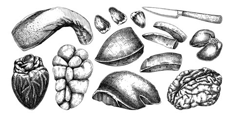 Hand drawn internal organs sketches set. Organ meat of farm animal drawings. Healthy food vector Illustrations on a white background. Liver, heart, kindle, tongue, offal - butchery design elements.